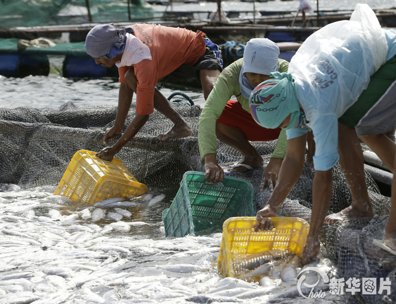 菲律賓塔塔爾湖出現(xiàn)大量死亡魚群