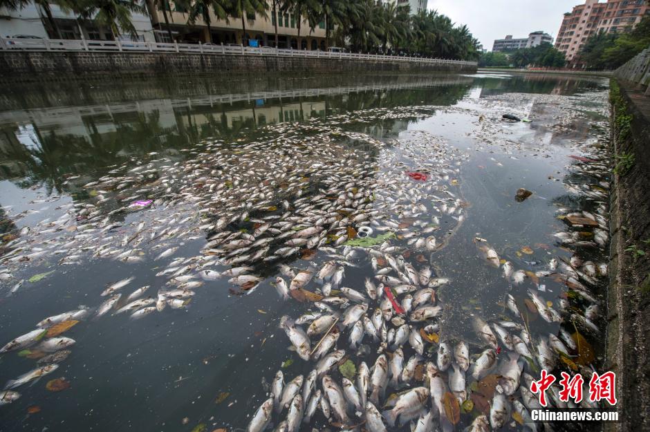 ?？诿郎岷蝇F(xiàn)大面積死魚 河面蔓延超一公里長