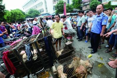 今天是廣西玉林狗肉節(jié)，市場上的攤販增加了數(shù)倍，城管也出動(dòng)對市場上的占道行為進(jìn)行規(guī)范 記者 劉暢 攝