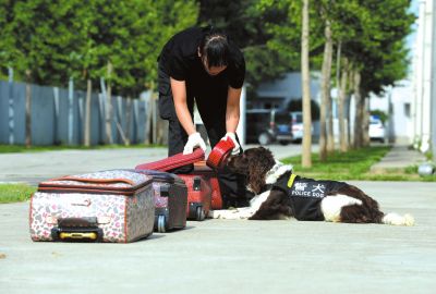 搜油犬正在進(jìn)行日常訓(xùn)練。