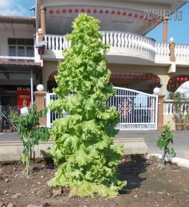 馬口親善花園居民李亞德種出“高人一等”的生菜，這棵3英尺高的生菜好像圣誕樹，令人稱奇。