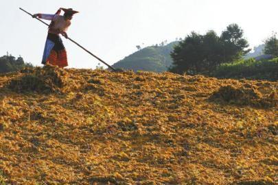 南北金銀花之爭致花農(nóng)損失慘重 命名依據(jù)被質(zhì)疑