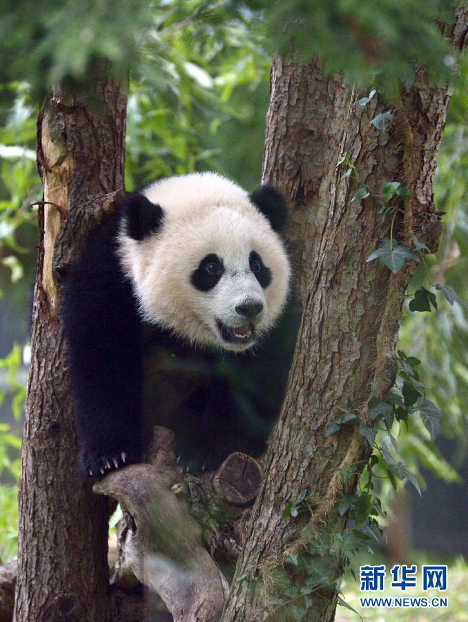 8月23日,大熊貓“寶寶”在美國華盛頓的國家動(dòng)物園玩耍