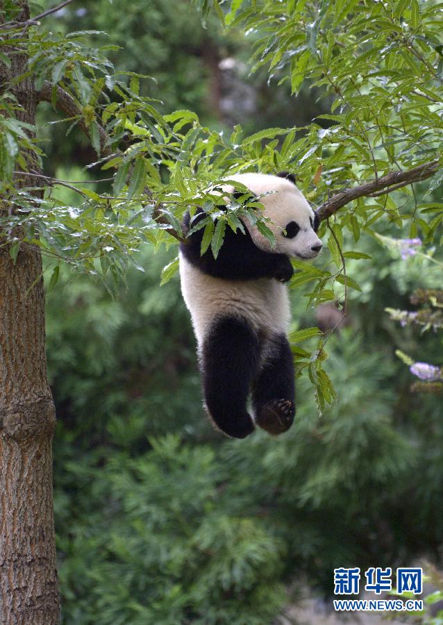 8月23日,大熊貓“寶寶”在美國華盛頓的國家動(dòng)物園玩耍。新華社記者殷博古攝