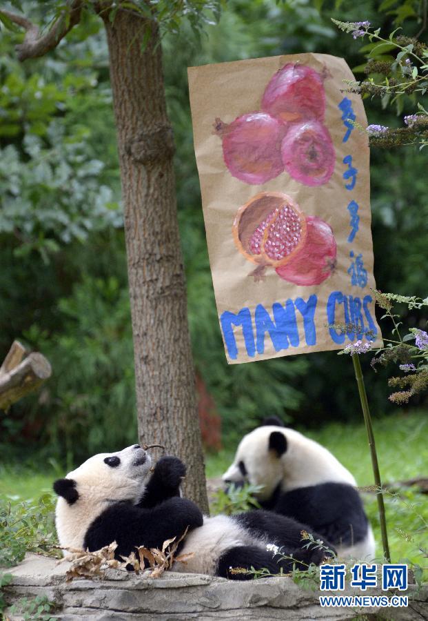 8月23日,大熊貓“寶寶”在美國華盛頓的國家動(dòng)物園參加“抓周”儀式。