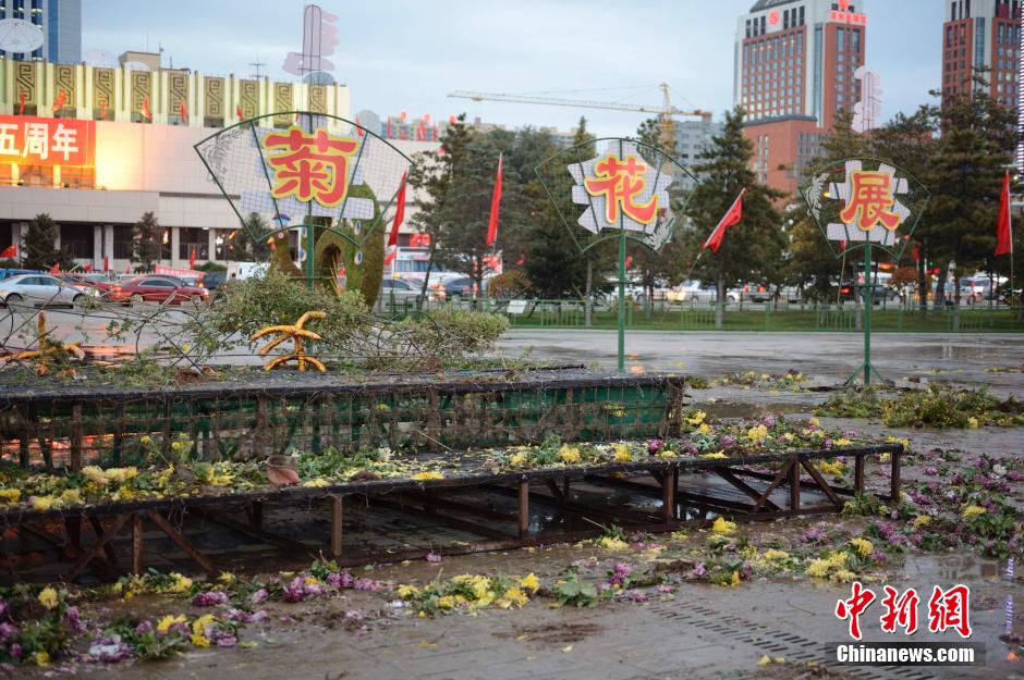 呼和浩特菊花展提前結(jié)束 數(shù)萬盆菊花被搬空