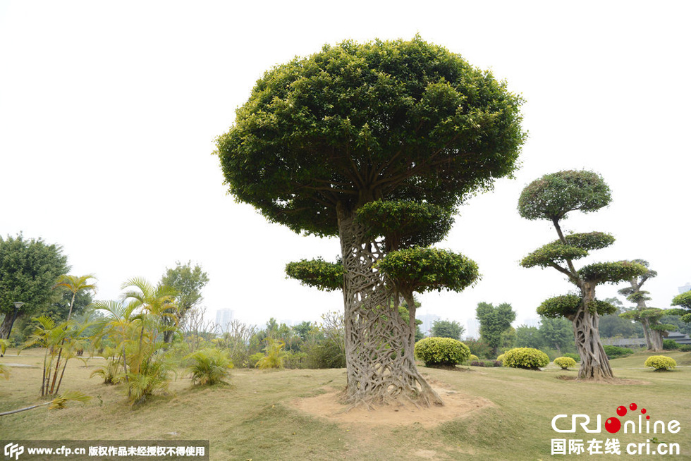 南寧驚現(xiàn)奇葩“蜘蛛網(wǎng)”景觀大樹