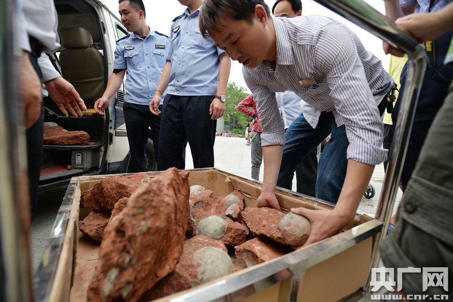 2015年4月19日，廣東河源，道路改造施工現(xiàn)場(chǎng)，挖出一大窩恐龍蛋化石。