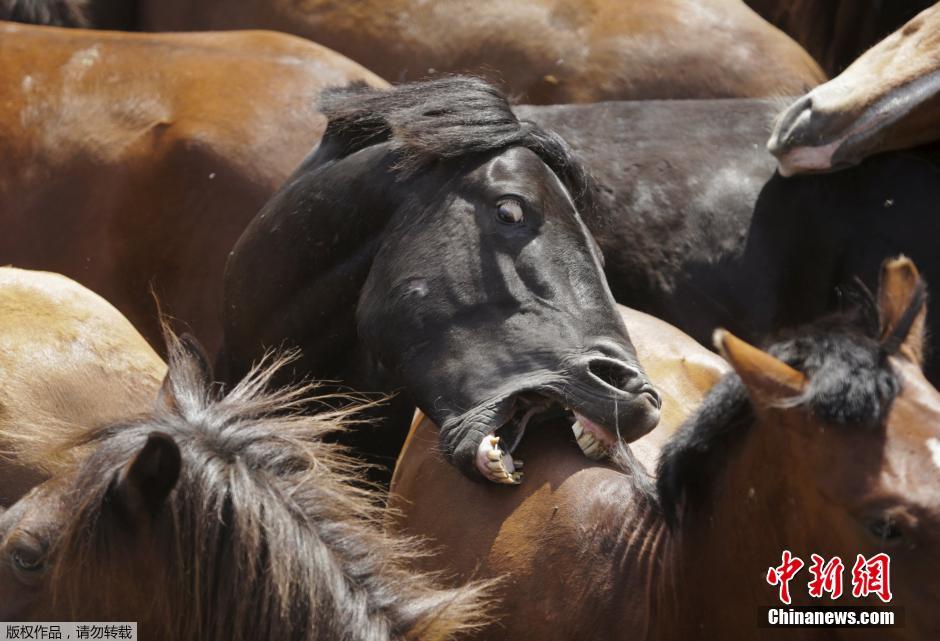 西班牙傳統(tǒng)野馬節(jié)火熱開賽 場(chǎng)面壯觀