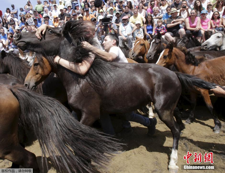 西班牙傳統(tǒng)野馬節(jié)火熱開賽 場(chǎng)面壯觀