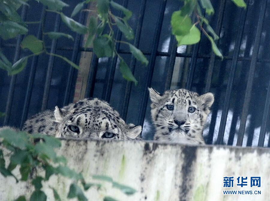 濟(jì)南野生動(dòng)物世界剛過(guò)百日的小雪豹和媽媽一起與游客見(jiàn)面