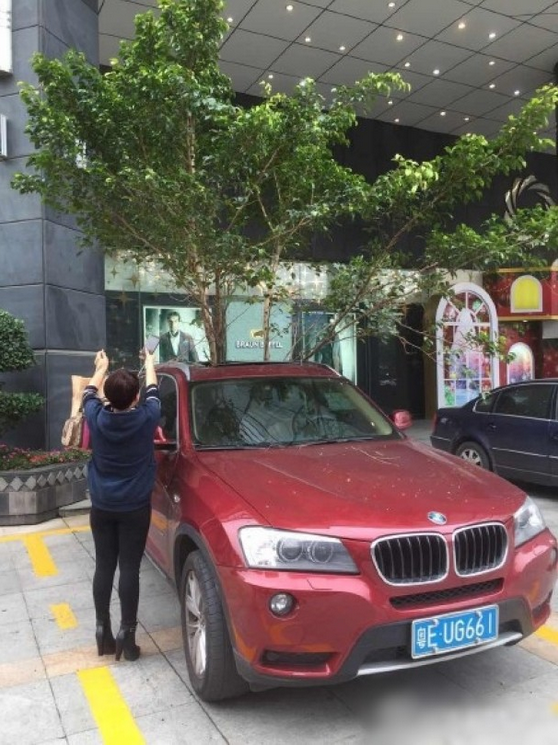 一輛停在停車位上的寶馬轎車，被墜落的樹枝砸中，樹枝徑直插入車內(nèi)，現(xiàn)場(chǎng)引發(fā)不少市民圍觀拍照。