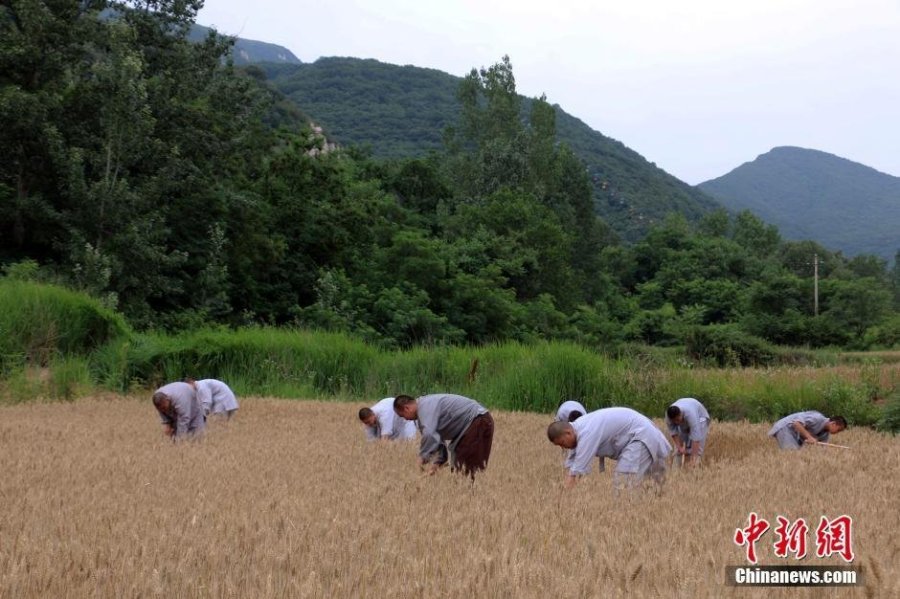 少林寺喜迎豐收季 僧眾農(nóng)場收麥忙