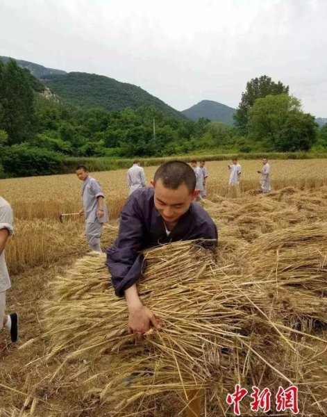 少林寺喜迎豐收季 僧眾農(nóng)場收麥忙