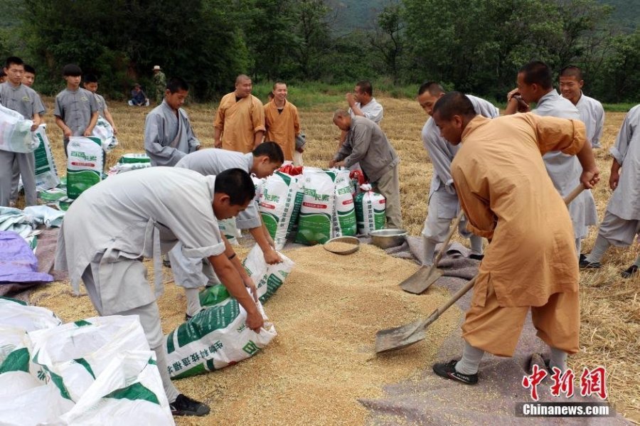 少林寺喜迎豐收季 僧眾農(nóng)場收麥忙