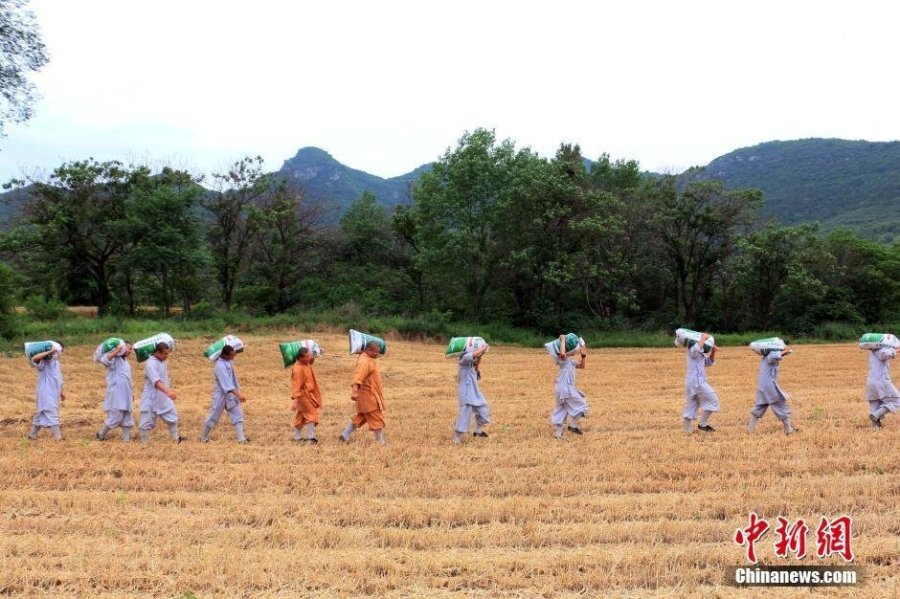 少林寺喜迎豐收季 僧眾農(nóng)場收麥忙