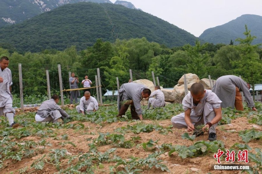 少林寺喜迎豐收季 僧眾農(nóng)場收麥忙