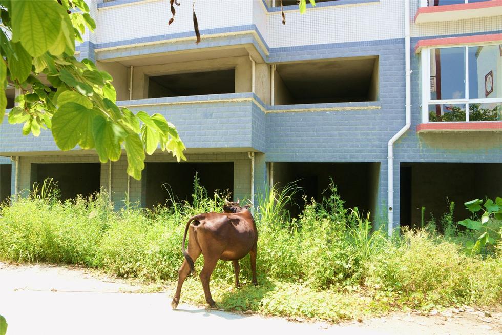 2016年7月26日，村民在廣西來賓市忻城縣隆達山水福城荒廢別墅間放牛。