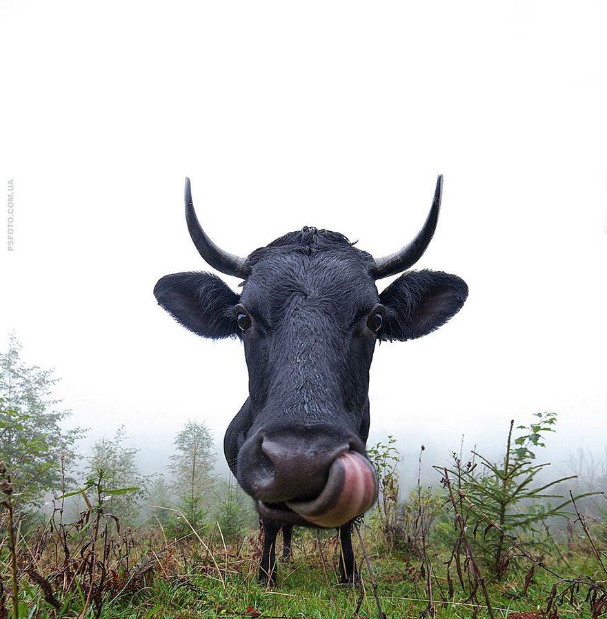 它們都是表情帝！一組不可思議的動物肖像