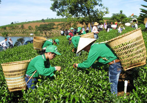 越南茶葉被禁入中國臺灣 疑遭二惡英污染