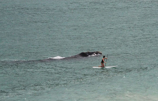 驚險一幕:南非女子海上沖浪遭鯨魚跟蹤(組圖)