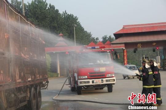 運(yùn)豬車追尾拋錨 生豬熱得吐白沫