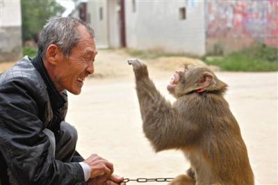 10月13日，新野縣鮑灣村耍猴人楊林貴蹲在家門(mén)口和自己的猴子玩耍。楊林貴，耍猴近三十年。