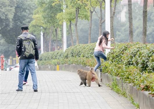 獼猴當街嚇唬女行人 記者王永勝攝