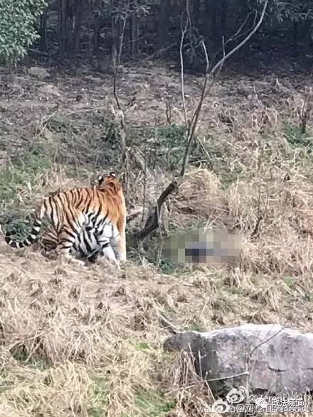 2女1男為逃票翻墻進動物園 落地時周圍站了7只虎