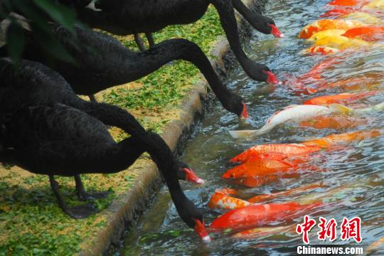 深圳動(dòng)物園黑天鵝喂食錦鯉魚“日久生情”場面溫馨