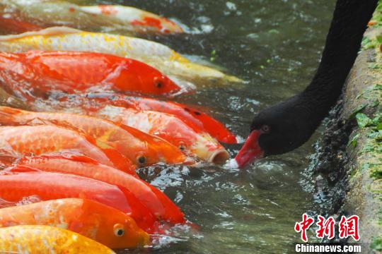 深圳動(dòng)物園黑天鵝喂食錦鯉魚“日久生情”場面溫馨