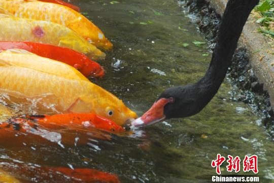 深圳動(dòng)物園黑天鵝喂食錦鯉魚“日久生情”場面溫馨