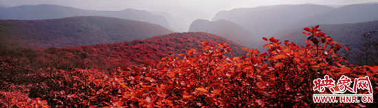 驚艷今秋,紅動(dòng)中國(guó) 青天河景區(qū)推賞紅葉惠民活動(dòng)