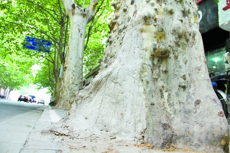 鄭州街頭為防法桐再著火根部灌入水泥