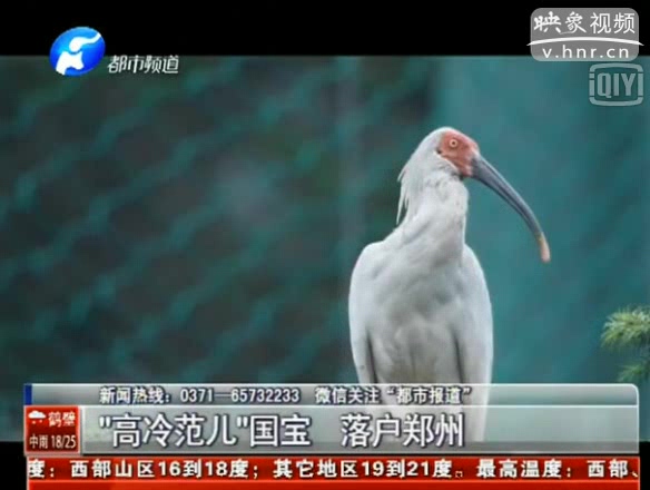 國家一級保護(hù)鳥類朱鹮落戶鄭州動物園