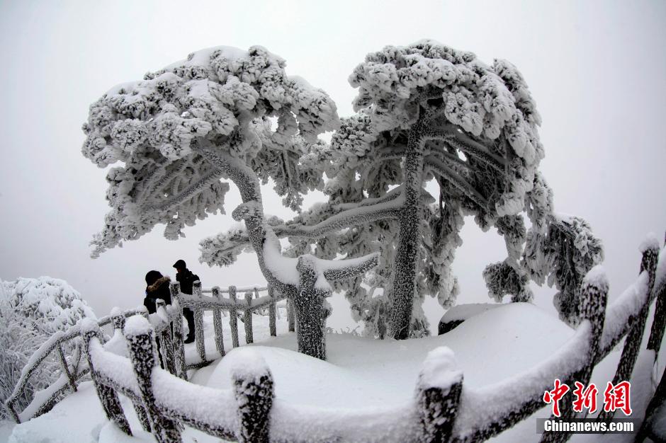 12月18日，雪后的安徽黃山風(fēng)景區(qū)出現(xiàn)了大面積雪凇美景，銀裝素裹，玉樹瓊枝，游人置身其間，如醉如癡。