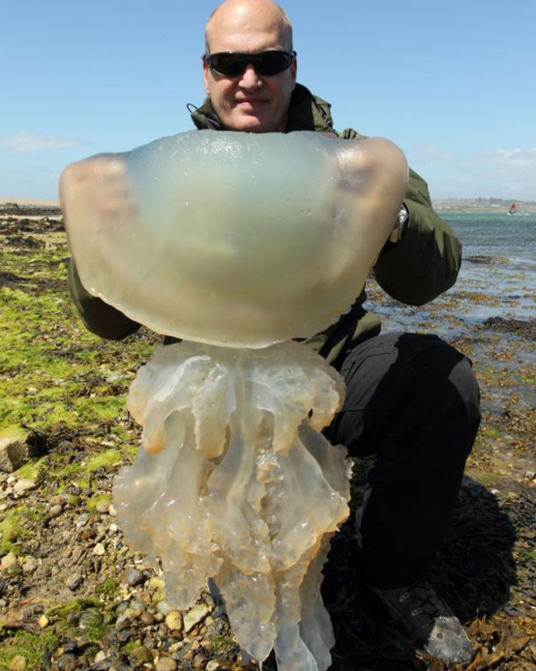 英國海岸遭巨大水母“入侵” 最大直徑達(dá)1米