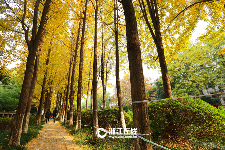 杭州最美銀杏林 朝暉公園又見“土豪金”