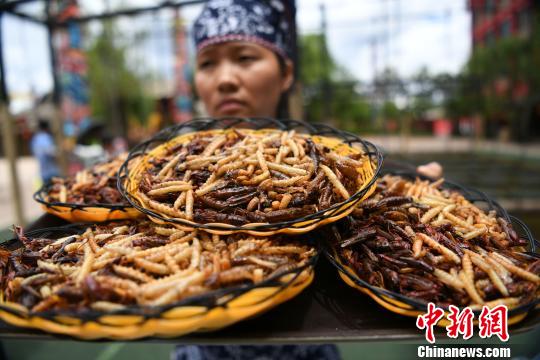 麗江一景區(qū)舉行吃昆蟲(chóng)比賽重慶游客吃2斤昆蟲(chóng)贏得金條