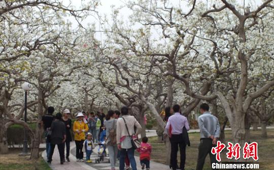 新疆百萬畝梨花與“百花”爭春 游人賞別樣春景